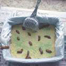 Kitty Litter Cake